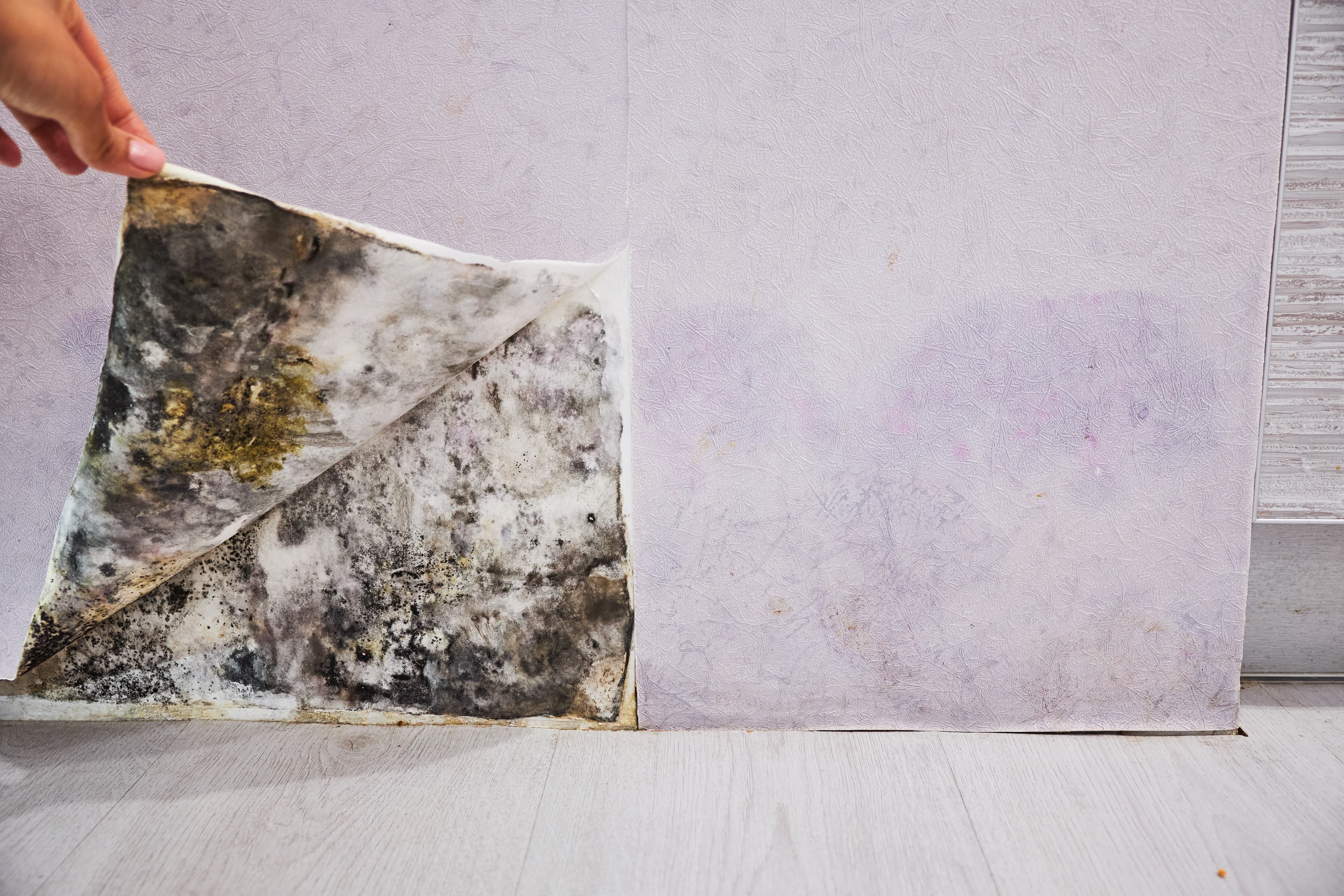 Mold and Moisture Resources